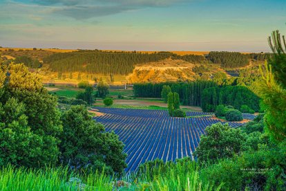 Caleruega tiene la mayor extensión de lavanda de la provincia de Burgos