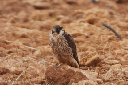 Cova posa en un campo castellanomanchego