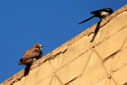Óscar, haciendo amigos en una cornisa.