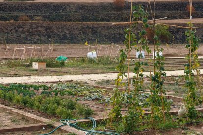 Los primeros diez bancales de 20 del terreno cedido a la Asociación de Vecinos de San Pedro de la Fuente y Fuentecillas y Huerteco han empezado a dar sus primeros frutos. SANTI OTERO