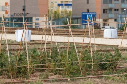 Los primeros diez bancales de 20 del terreno cedido a la Asociación de Vecinos de San Pedro de la Fuente y Fuentecillas y Huerteco han empezado a dar sus primeros frutos. SANTI OTERO
