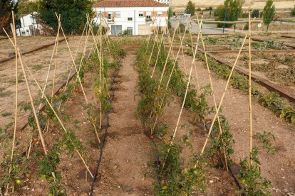 Los primeros diez bancales de 20 del terreno cedido a la Asociación de Vecinos de San Pedro de la Fuente y Fuentecillas y Huerteco han empezado a dar sus primeros frutos. SANTI OTERO