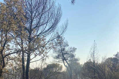 Los vecinos lamentan que los bomberos de la Junta se fuesen ayer, cuando se dio por controlado el incendio, dejando a los vecinos la labor de seguimiento por si surgía otro foco o reavivaba el fuego en algún momento de la noche.