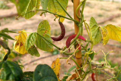 Primeros productos de la plantación de 10 de los 20 bancales en los huertos vecinales y ecológicos de Fuentecillas. SANTI OTERO