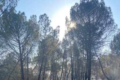 En apenas veinte minutos, cien vecinos estaban dándolo todo para apagar el fuego