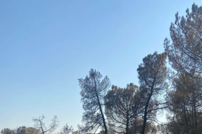 Al haber dos focos diferenciados, la Guardia Civil investiga si fueron provocados