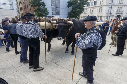 Los carreteros transportaron desde Quintanar un pino de 25 metros que se convertirá en el mástil conmemorativo de la nao Victoria que se llevará a Sanlúcar de Barrameda. SANTI OTERO