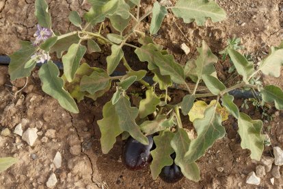 Entre los productos que han asomado por la dura tierra de los huertos de Fuentebermeja en Fuentecillas ha sido la berenjena. SANTI OTERO