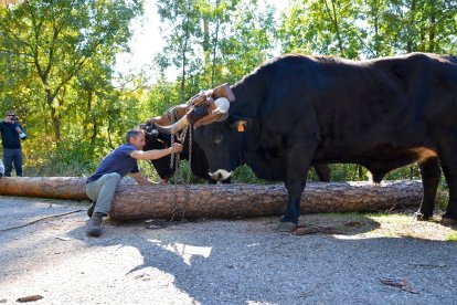 Una yunta de vacas negras serranas, acompañadas por los carreteros, sale hoy para iniciar el trayecto por las vías verdes de la zona. R. FERNÁNDEZ