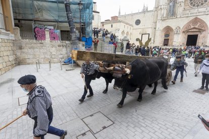 Contribución de la Cabaña Real de Carreteros a la celebración del VIII Centenario del a Catedral de Burgos. ICAL
