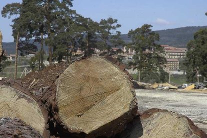 Troncos de madera de la comarca de Pinares apilados a las afueras de Quintanar de la Sierra.
