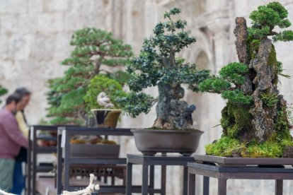 La muestra de bonsáis puede verse en el patio del Monasterio de San Juan hasta el próximo 9 de octubre. SANTI OTERO
