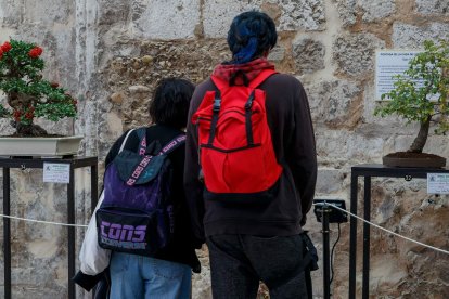 La muestra de bonsáis puede verse en el patio del Monasterio de San Juan hasta el próximo 9 de octubre. SANTI OTERO