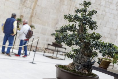 La muestra de bonsáis puede verse en el patio del Monasterio de San Juan hasta el próximo 9 de octubre. SANTI OTERO