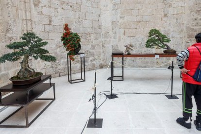 La muestra de bonsáis puede verse en el patio del Monasterio de San Juan hasta el próximo 9 de octubre. SANTI OTERO
