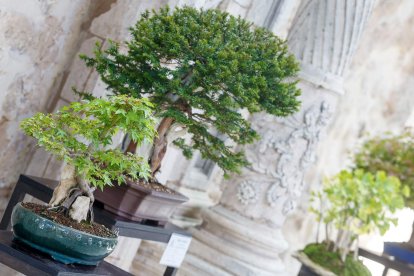 La muestra de bonsáis puede verse en el patio del Monasterio de San Juan hasta el próximo 9 de octubre. SANTI OTERO