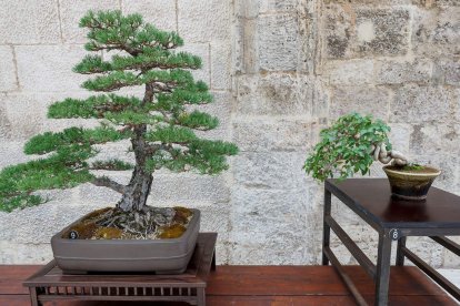 La muestra de bonsáis puede verse en el patio del Monasterio de San Juan hasta el próximo 9 de octubre. SANTI OTERO