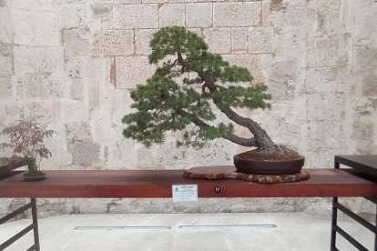 La muestra de bonsáis puede verse en el patio del Monasterio de San Juan hasta el próximo 9 de octubre.