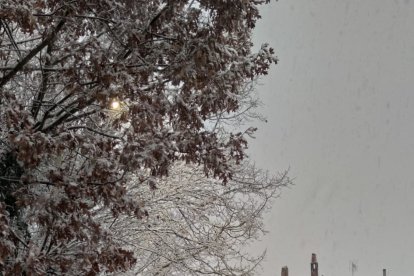 Nevadas