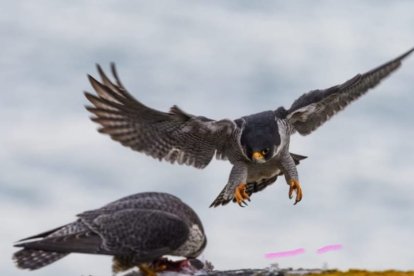En la cadena de depredadores es el rey de las aves rapaces. J. L. OGANDO