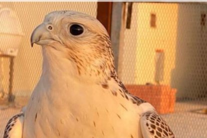 Gerifalte Blanco. NEBLI CENTRO DE HALCONES
