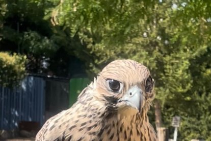 Gerifalte. NEBLI CENTRO DE HALCONES