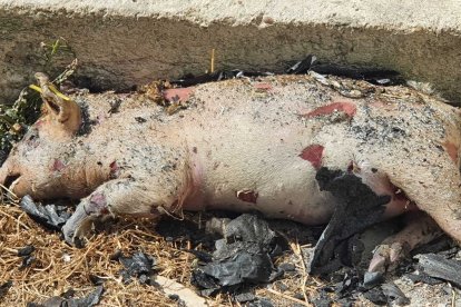 El ganadero lamenta impotente la muerte de sus animales.