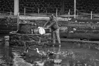 Eduardo Margareto / ICAL. Fiston MUHINDO prepara la comida para los pollos en el Centro de Desarrollo de Rubare. Fiston trabaja por las tardes en el Centro como agradecimiento por el pago de sus estudios