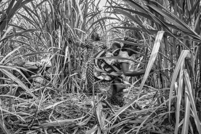 Eduardo Margareto / ICAL. La cooperativa de mujeres violadas se encargan del cultivar la caña de azucar que compran en la fábrica de Rubare
