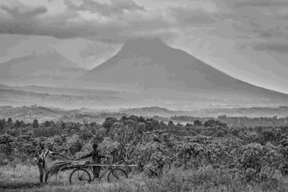 Eduardo Margareto / ICAL. El Centro de Desarrollo de San José en Rubare, está en medio de la nada, cerca de selva donde las guerrillas se esconden, es un territorio de inseguridad. Es la única fábrica de transformación en 100 kilómetros a la redonda