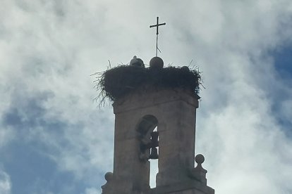 Una cigüeña recién llegada al monasterio de Santa Clara. L. G. L.