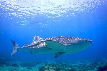 No es Burgos como tal, pero en la zona de Padre Burgos, un martir religioso de Filipinas por el que hay tanto Burgos en el país, tiene un espacio para observar y nadar junto al tiburón ballena.