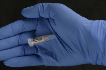 Muestra de un fósil preneandertal de la Sima de los Huesos de la que se ha obtenido el ADN más antiguo . JAVIER TRUEBA (MSF)