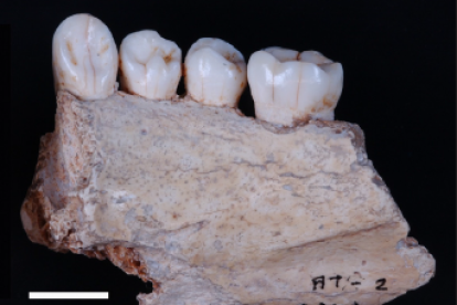 Mandíbula ATA 2 de Sima de los Huesos. MARIO MODESTO