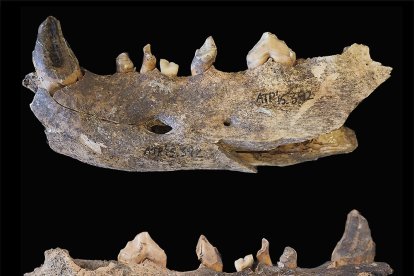 Mandíbula de perro del Neolítico del Portalón. NOHEMÍ SALA