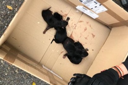 Los cachorros estaban metidos en un contenedor de basura