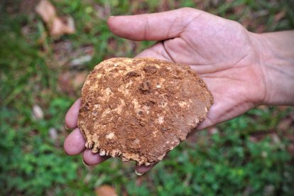 Cráneo de neandertal localizado en 2016 en la limpieza de Cueva Fantasma.
