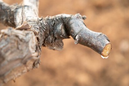 Con el lloro comienza el ciclo vegetativo y la planta comienza a trabajar.