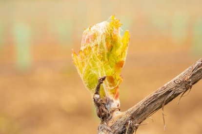 Tras la brotación surgen las primeras hojas. Entre sus funciones, protegen el fruto y hacen la fotosíntesis