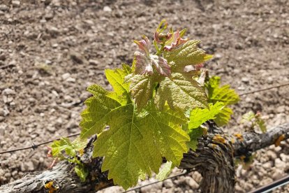 La floración comienza a finales de mayo- principios de junio. Luego llegará el cuajado y después el envero, cuando las uvas cambian de color y pasan de verdes a tintas. Ahí se podrá predecir ya el volumen de la cosecha.