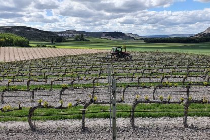 La limpieza de calles es fundamental para suprimir la vegetación que resta