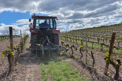 Algunos hacen una cubierta vegetal para entrar en competencia y que la uva no sea tan abundante