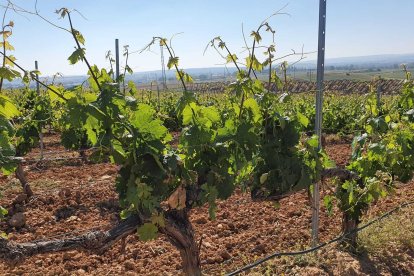 La vendimia se desarrolla a mediados de octubre. Suelen trabajar unos 2.000 temporeros,