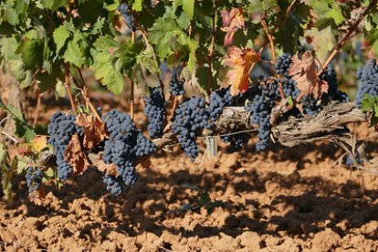 Aunque cada vez hay más máquinas, la mayoría sigue optando por vendimiar a mano