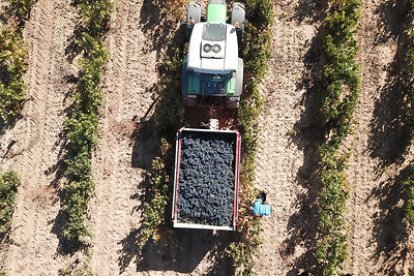 La vendimia dura un mes y medio y es la última que se hace en España