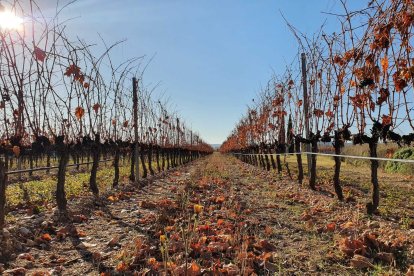 Prestigiosos periódicos como The New York Times o The Washington Post recomiendan Ribera del Duero como destino turístico.