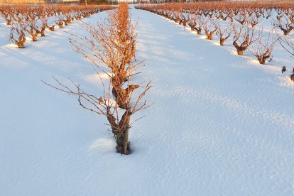Imagen del paso de Filomena