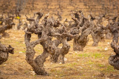 Imagen de un viñedo viejo en vaso. Los más jóvenes suelen estar en espaldera