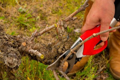 Hay dos tipos de poda, en verde y en seco