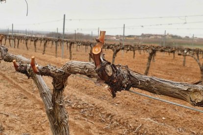 Así queda una viña tras el paso del podador. La técnica es muy importante.